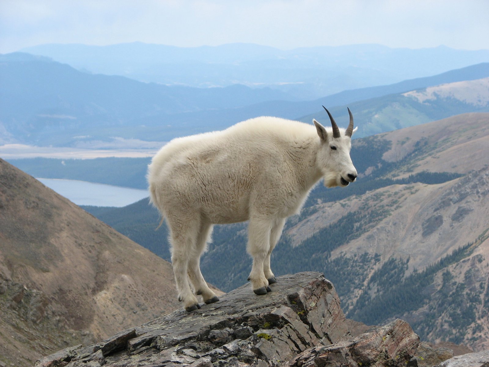 Why Climb a Dam? The Surprising Reason Behind This Behavior (image credits: wikimedia)