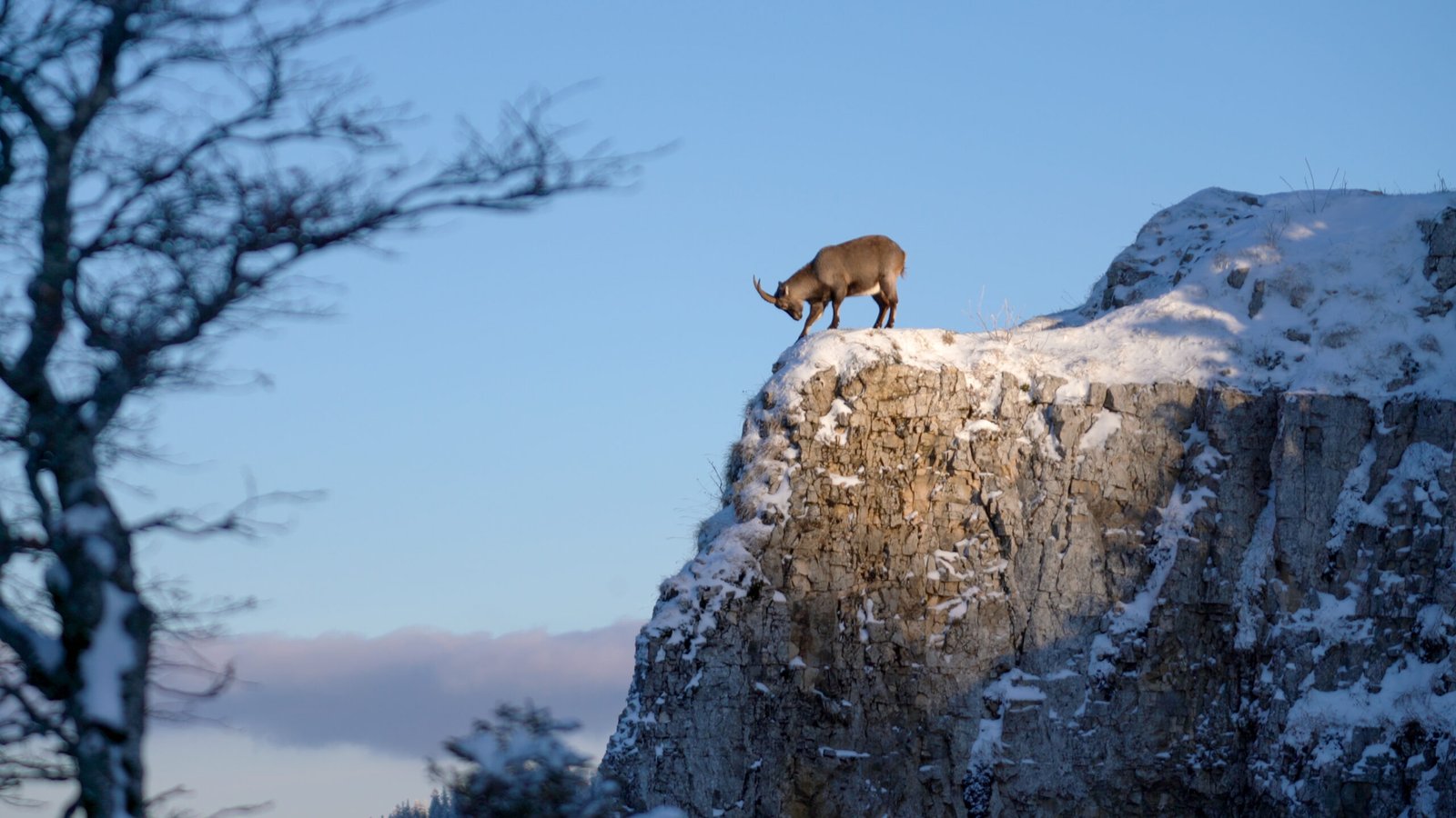 Mother Nature’s Parkour Champions (image credits: wikimedia)