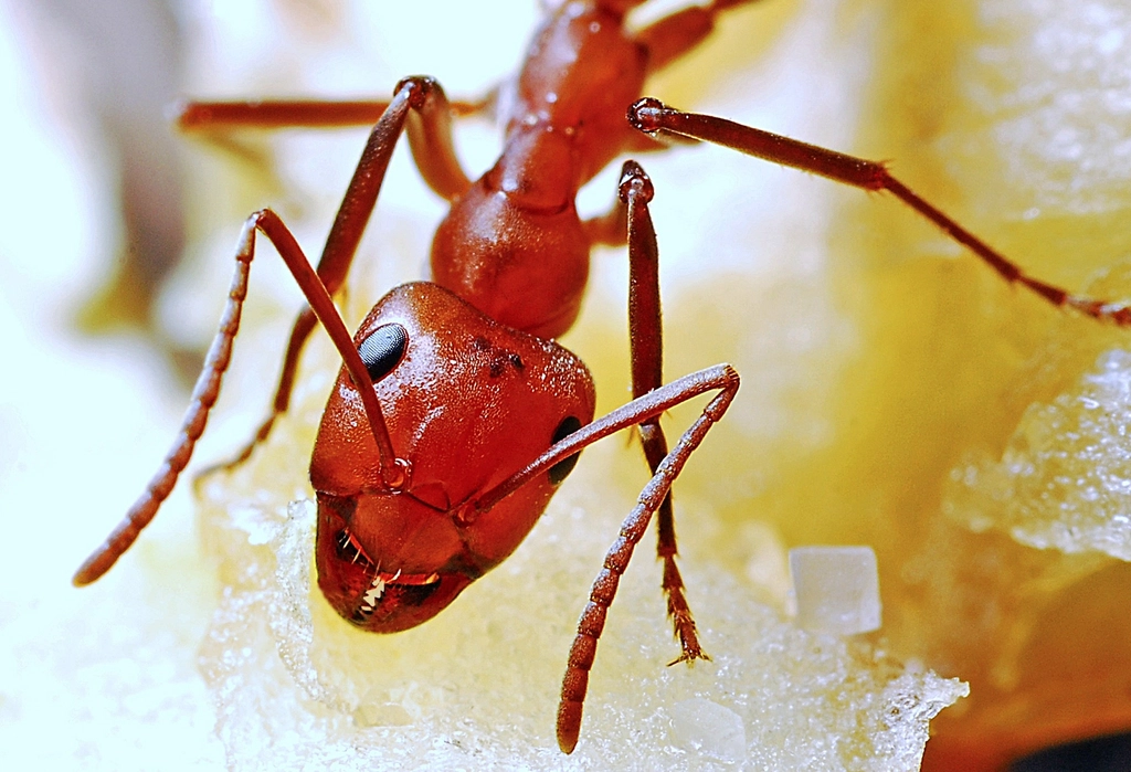 Small But Deadly: The Red Imported Fire Ant (image credits: rawpixel)