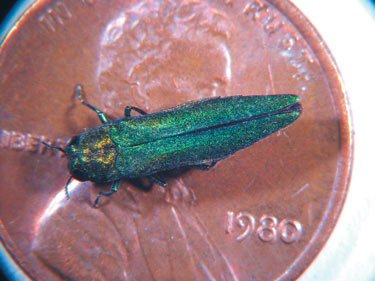 Forest Invaders: Emerald Ash Borer’s Deadly Toll (image credits: wikimedia)