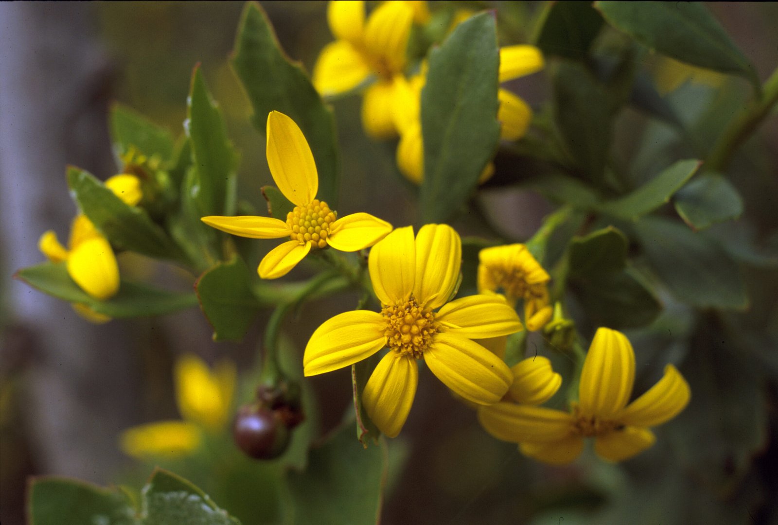 Economic and Social Ripples of Invasions (image credits: wikimedia)