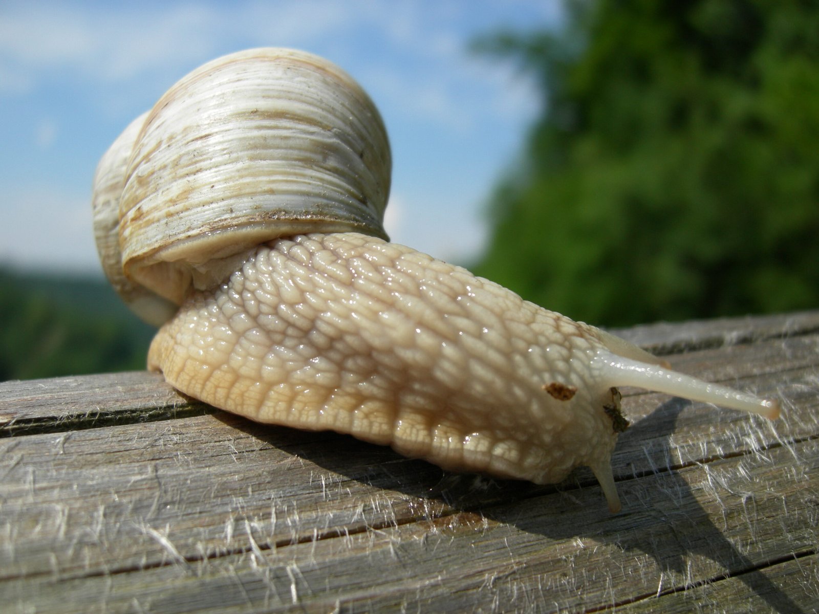 The Natural History of French Snails (image credits: wikimedia)