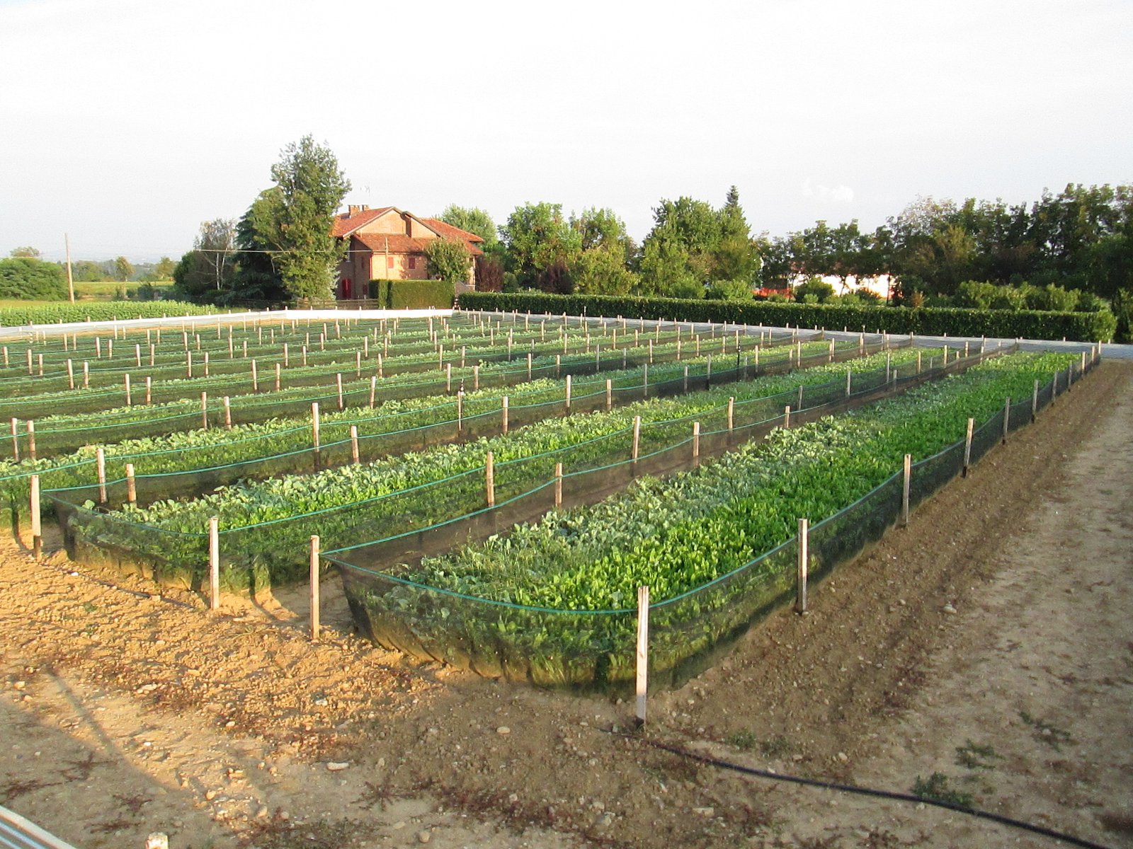 Farmed Snails: A Solution or Another Problem? (image credits: wikimedia)