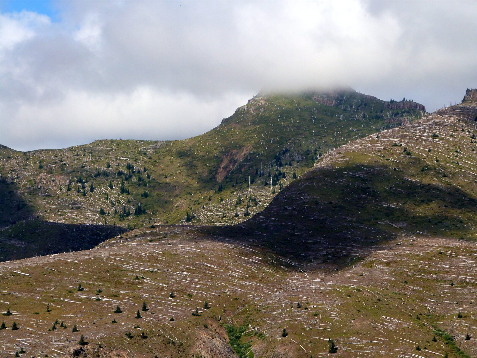 Forest Succession: Stages of Renewal (image credits: wikimedia)