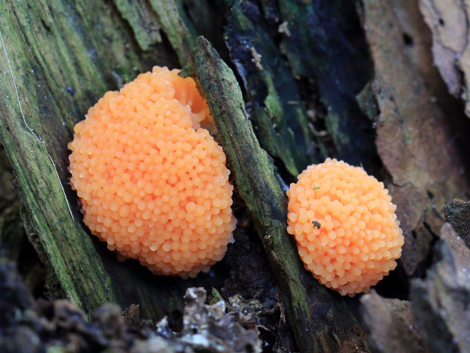 The Secret Behind Slime Mold Intelligence (image credits: wikimedia)