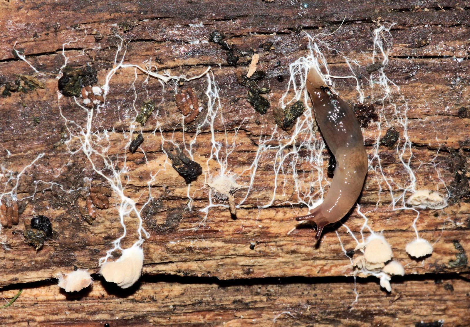 Slime Molds as Inspiration for Science and Technology (image credits: wikimedia)