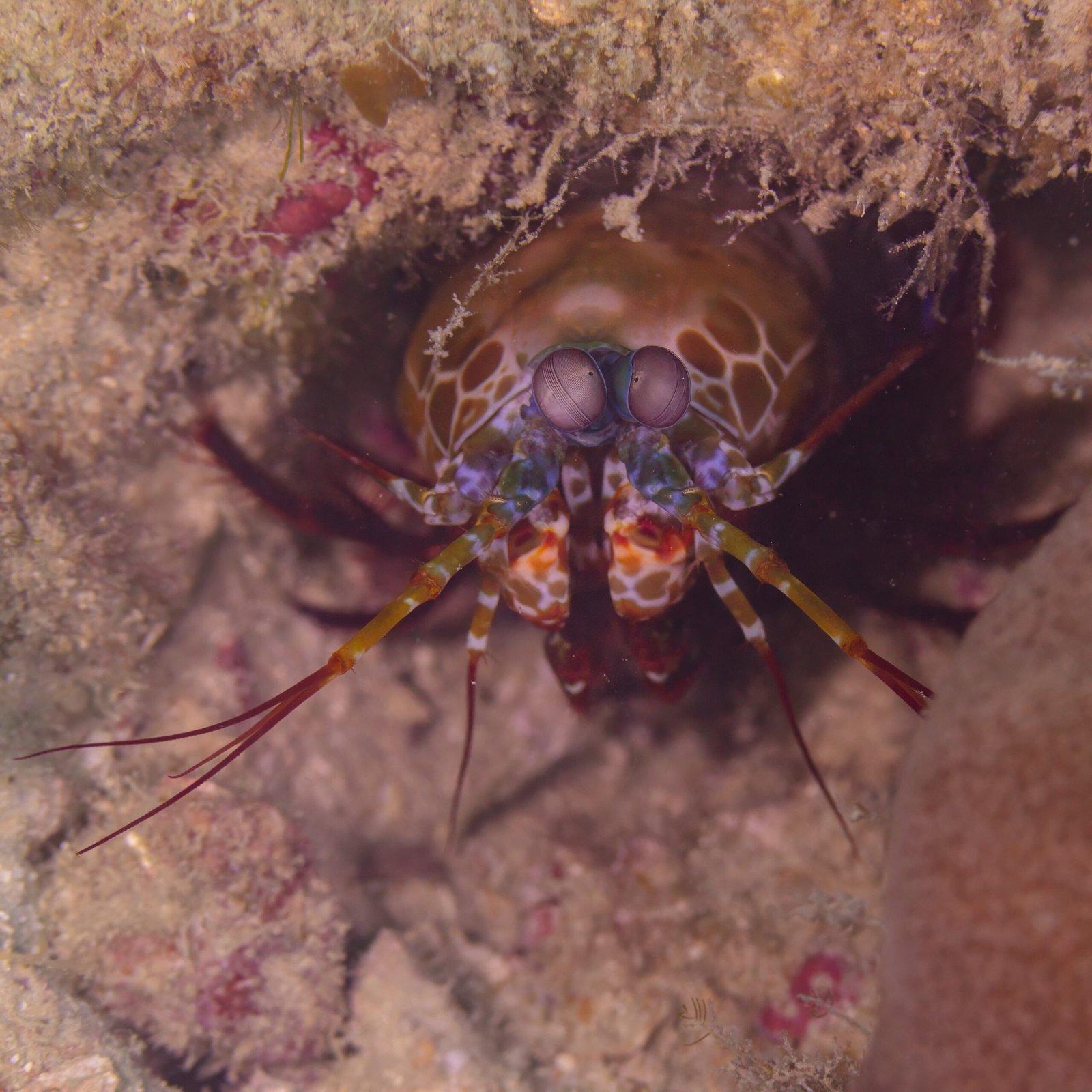 A Living Wonder of the Ocean (image credits: wikimedia)