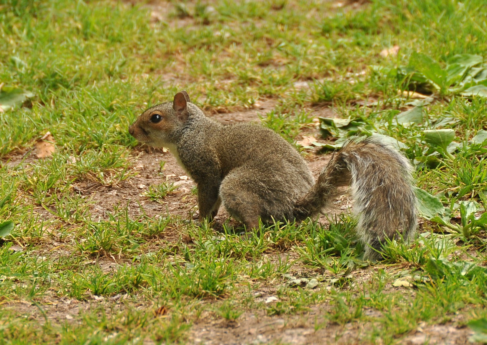 The Squirrel’s Secret Stash: More Than Just Nuts (image credits: wikimedia)