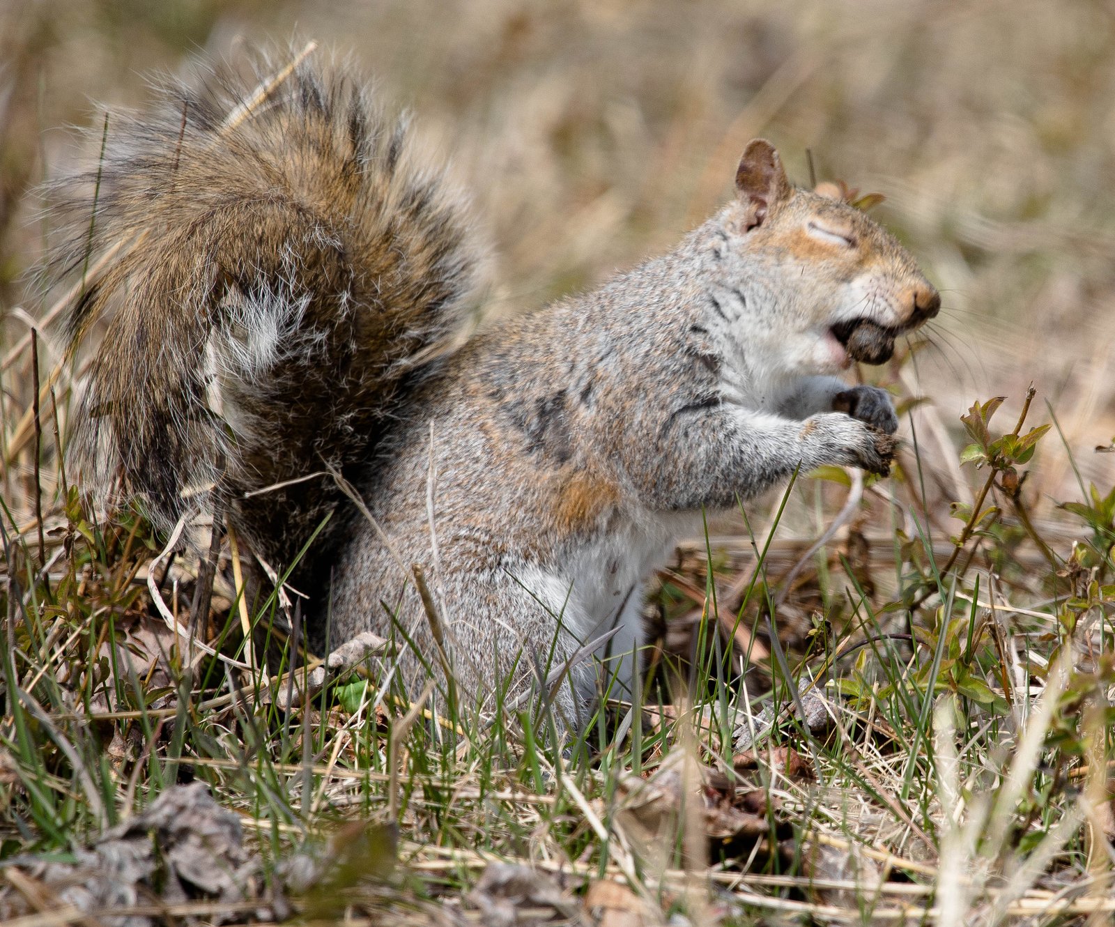 Do Squirrels Really Get Tipsy? (image credits: wikimedia)