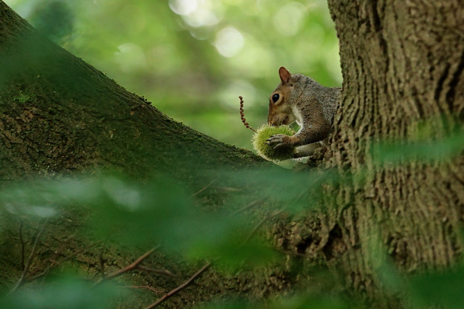 A Memory Game: Why Squirrels Forget Their Food (image credits: wikimedia)