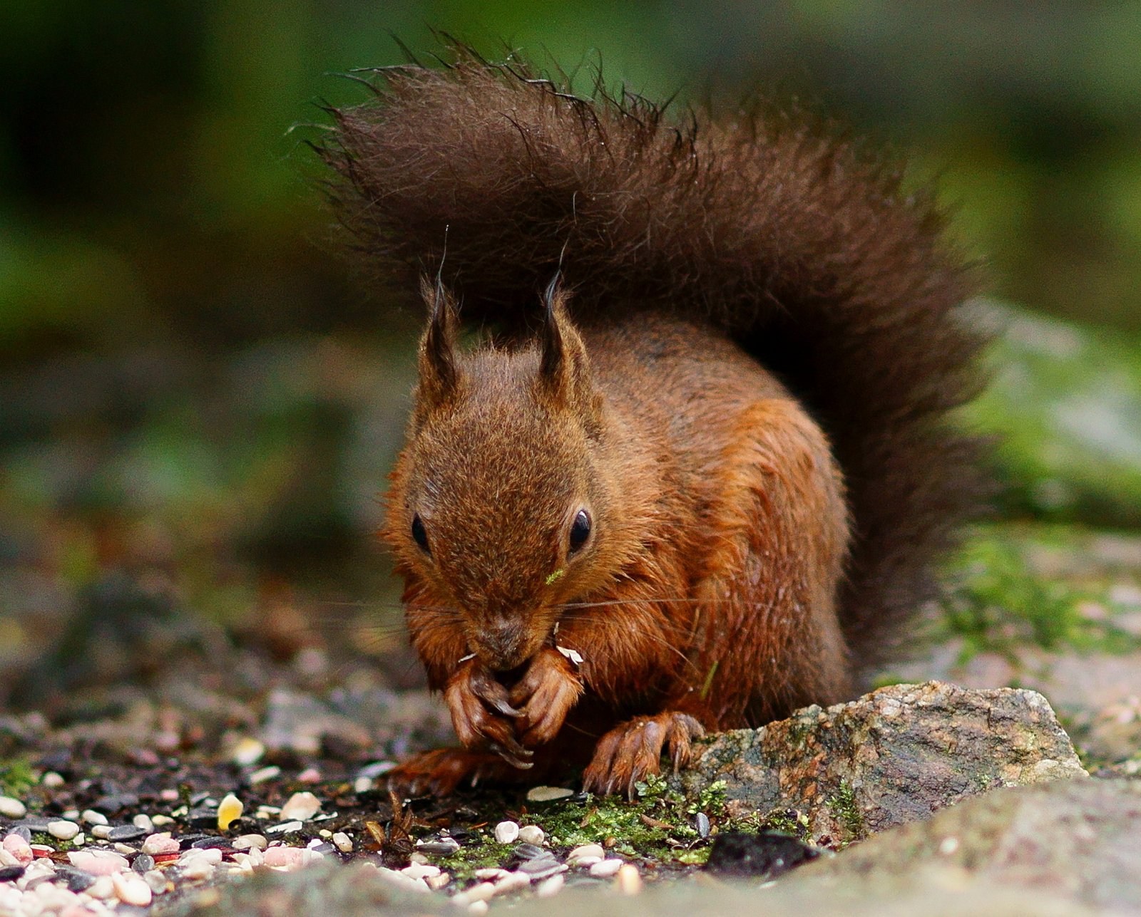 The Role of Squirrels in Forest Regeneration (image credits: wikimedia)