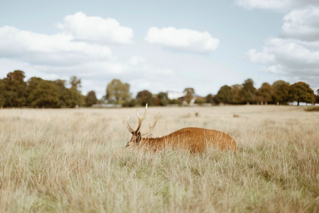 Fermented Snacks: A Feast for Other Wildlife (image credits: rawpixel)