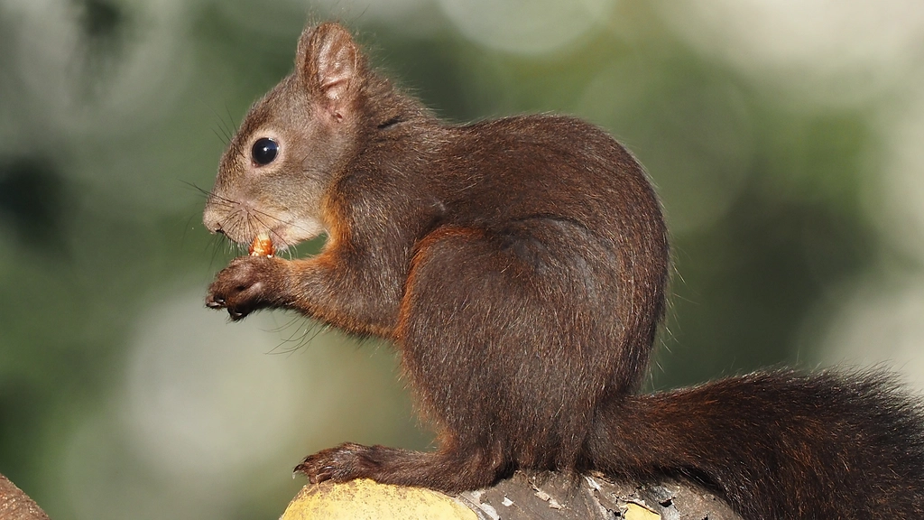 What We Can Learn from Forgetful Squirrels (image credits: rawpixel)