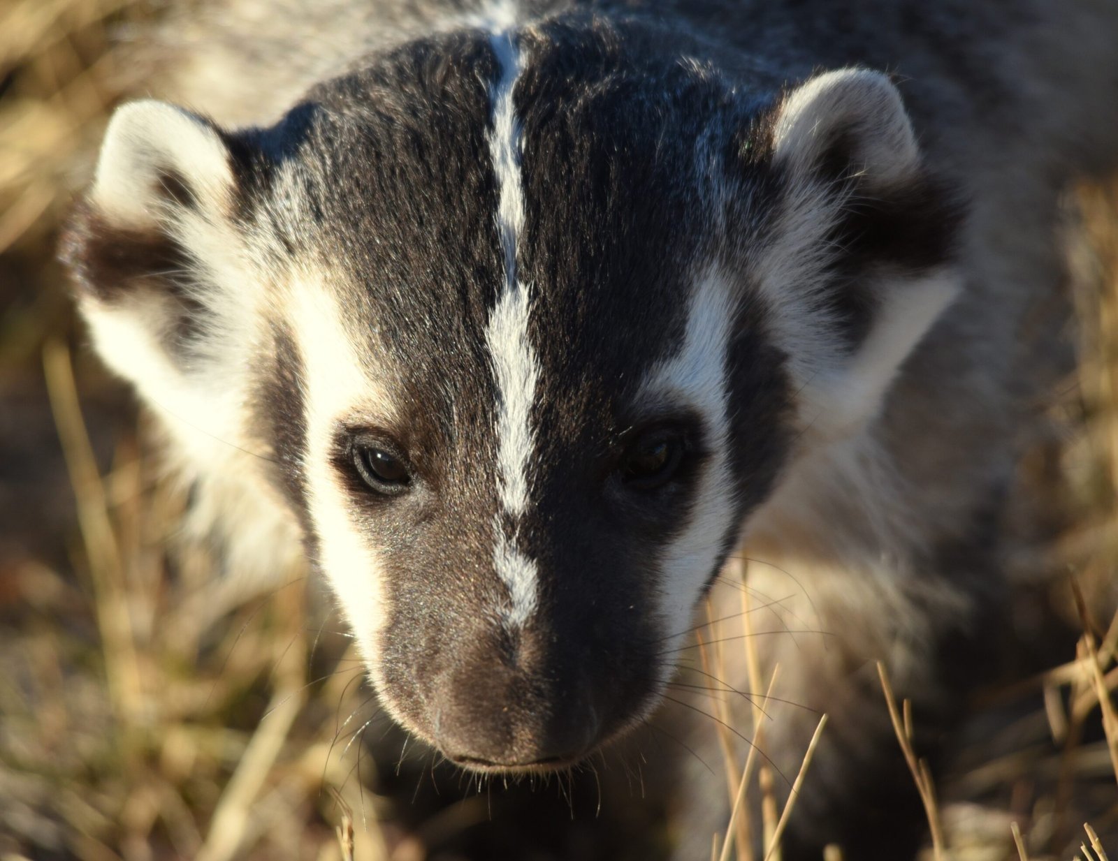 Evolutionary Roots and Survival Benefits (image credits: wikimedia)