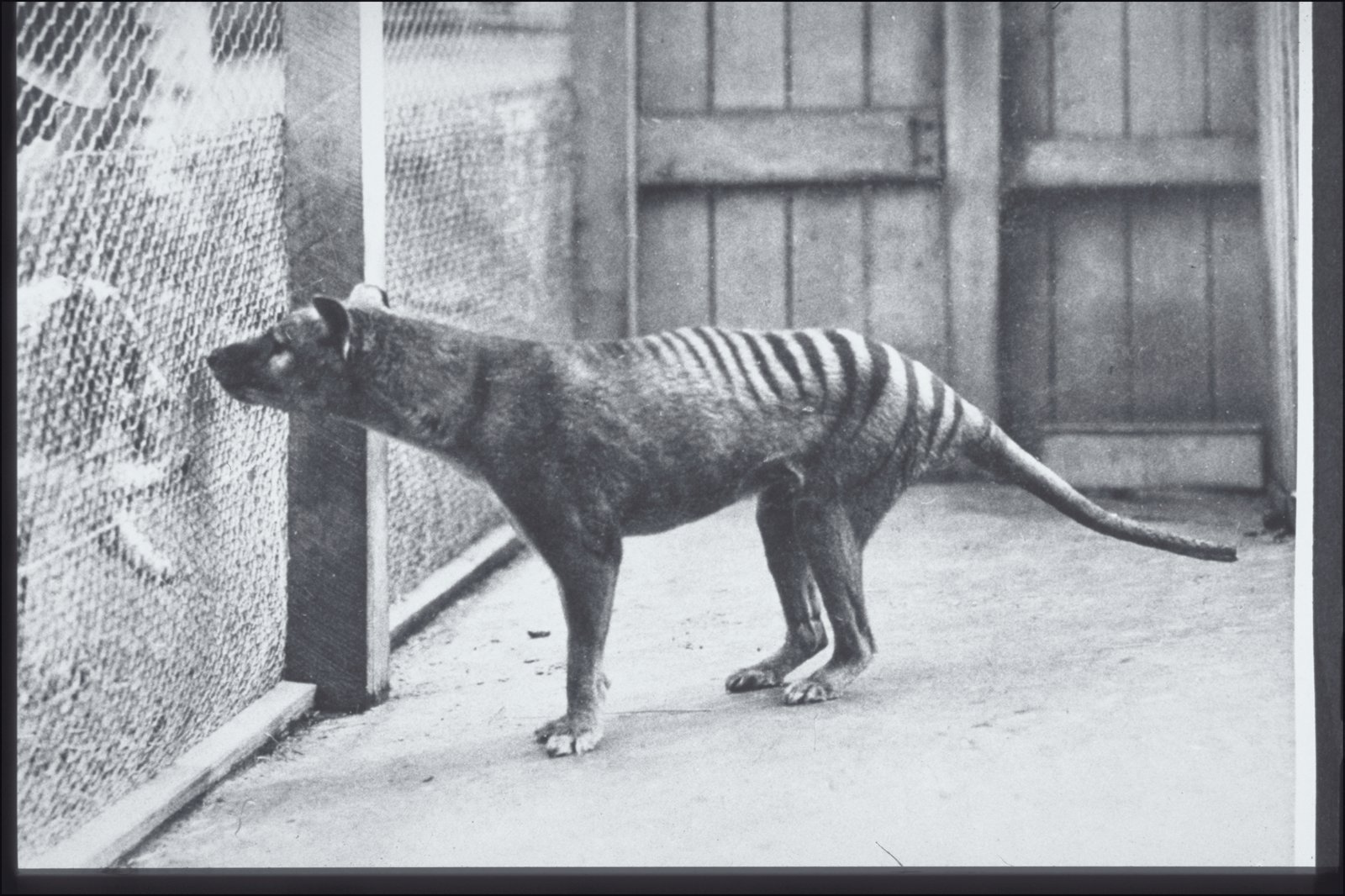 Unforgettable Appearance: What Did the Tasmanian Tiger Look Like? (image credits: wikimedia)