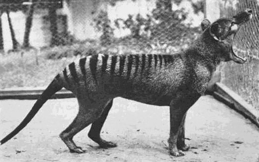 The Last Known Thylacine: A Tragic End (image credits: wikimedia)