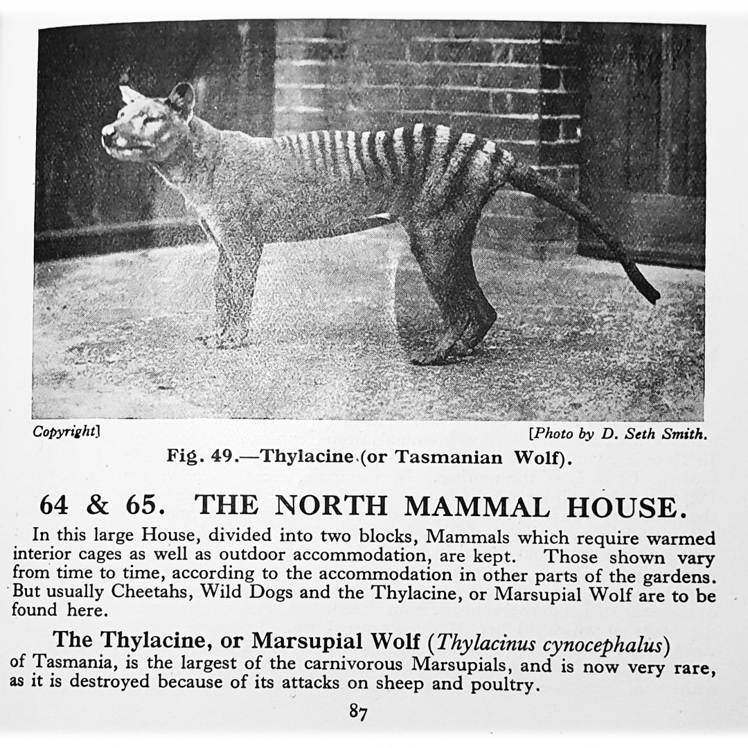 Science Weighs In: Could the Thylacine Still Exist? (image credits: wikimedia)