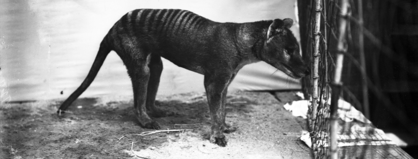 Conservation Lessons from the Tasmanian Tiger (image credits: wikimedia)
