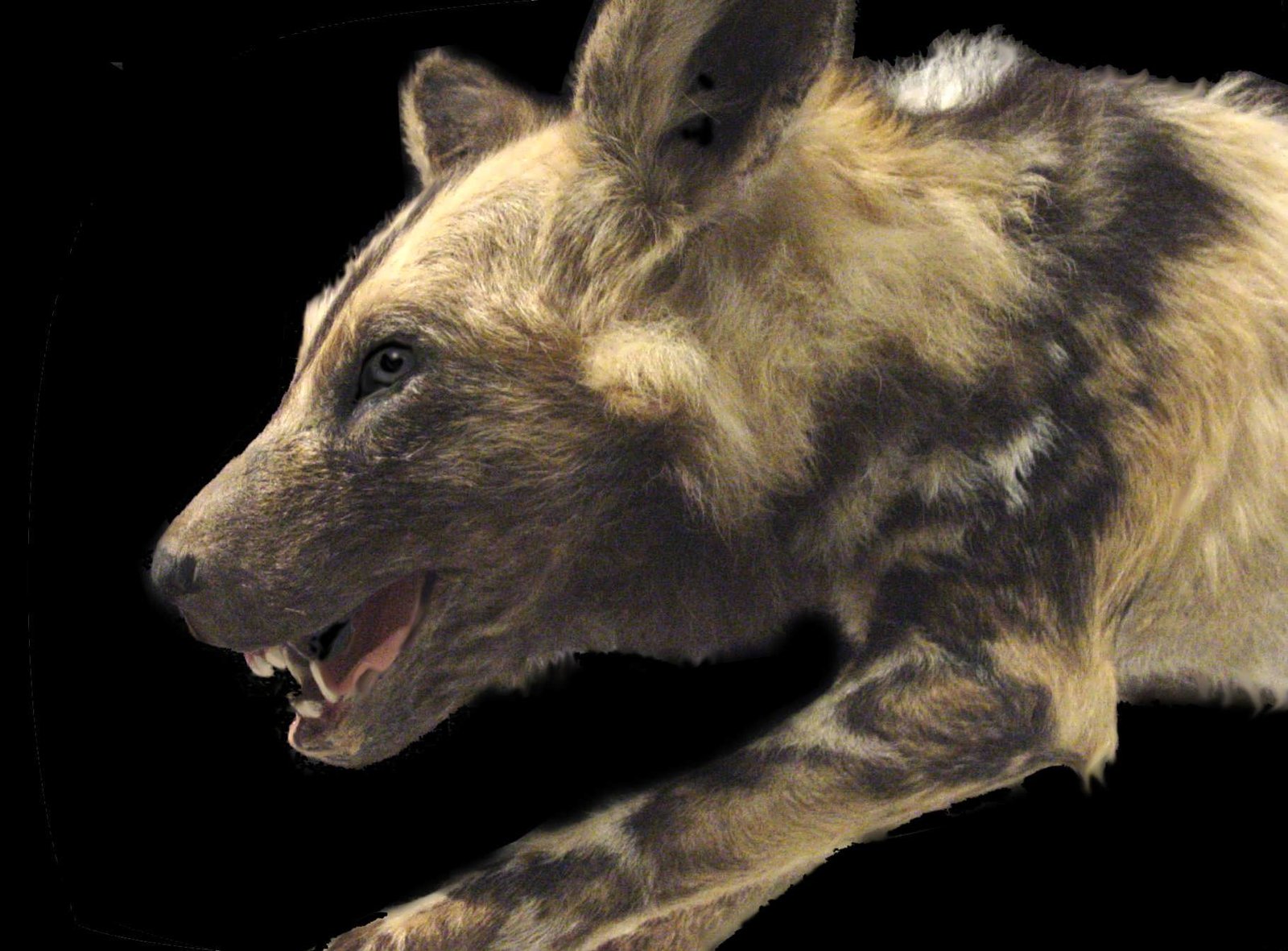 Dreams of Revival: De-Extinction and the Future (image credits: wikimedia)