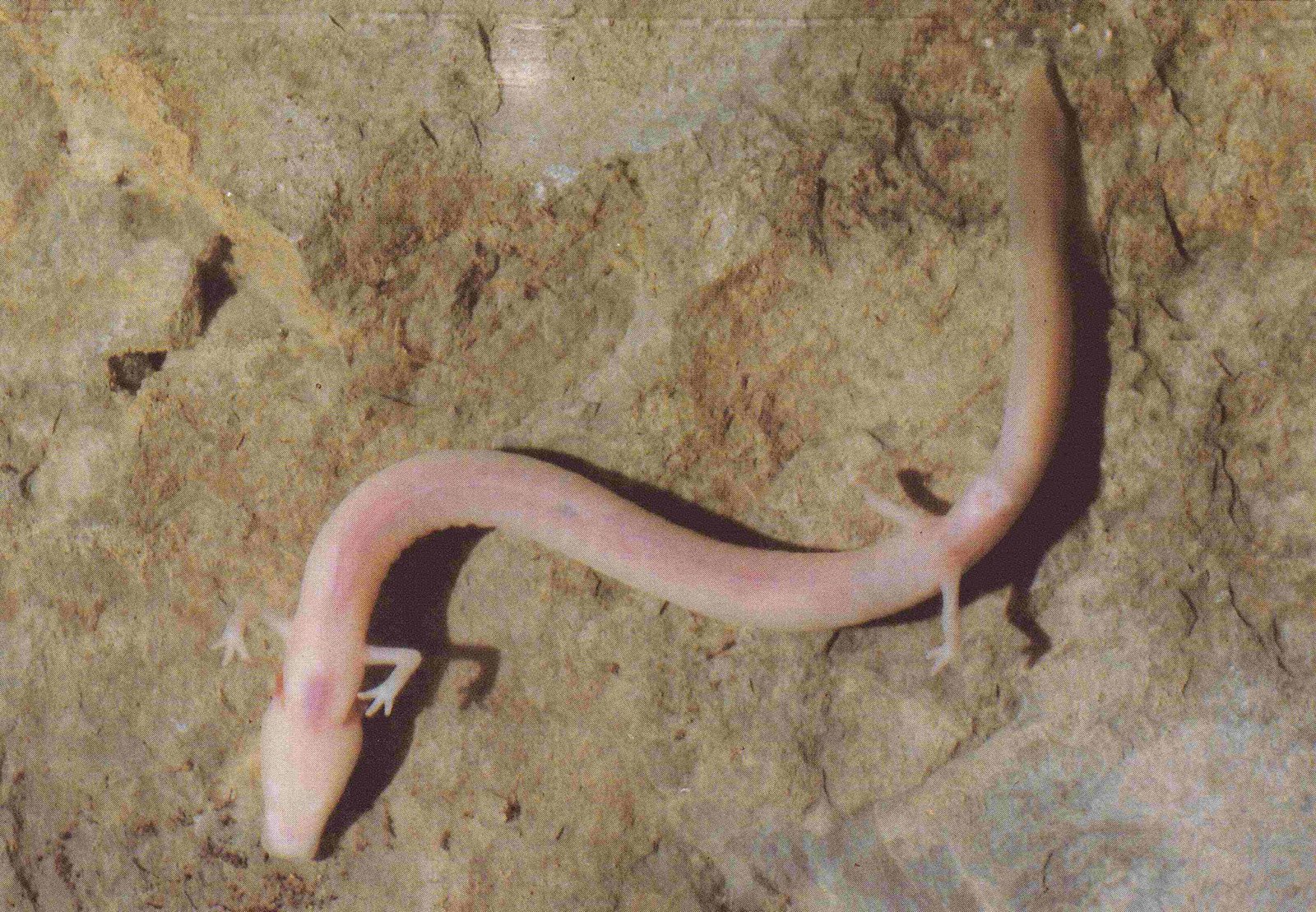 Meet the Blind Salamander: The Olm (image credits: wikimedia)