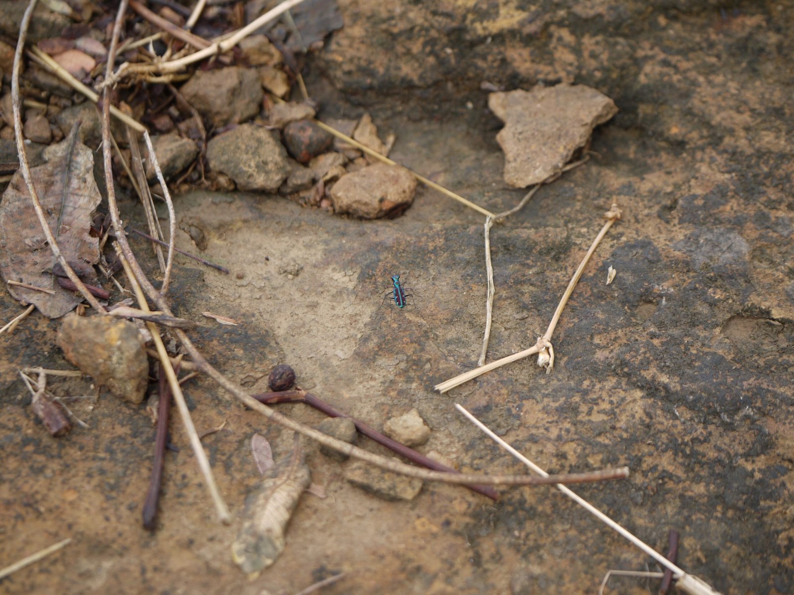 Cave Beetles: The Silent Clean-Up Crew (image credits: wikimedia)