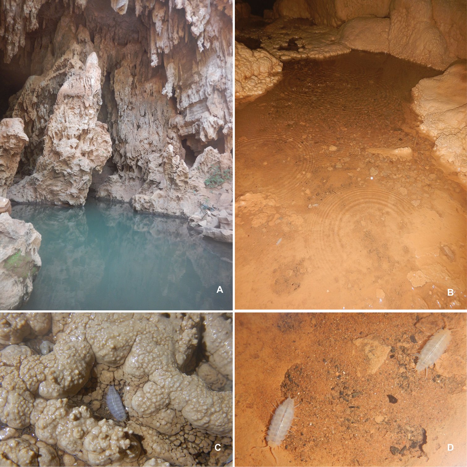 Threats to a Fragile Underworld (image credits: wikimedia)