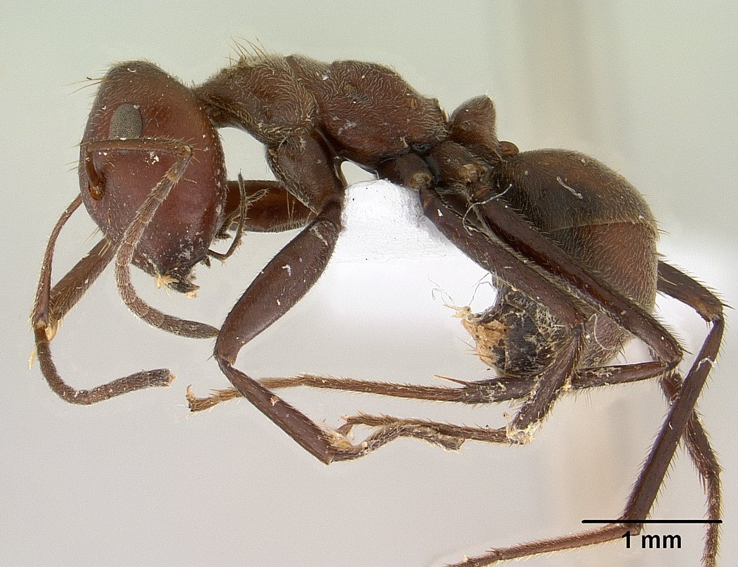 Colobopsis Explodens: The Bombardier of the Jungle (image credits: wikimedia)