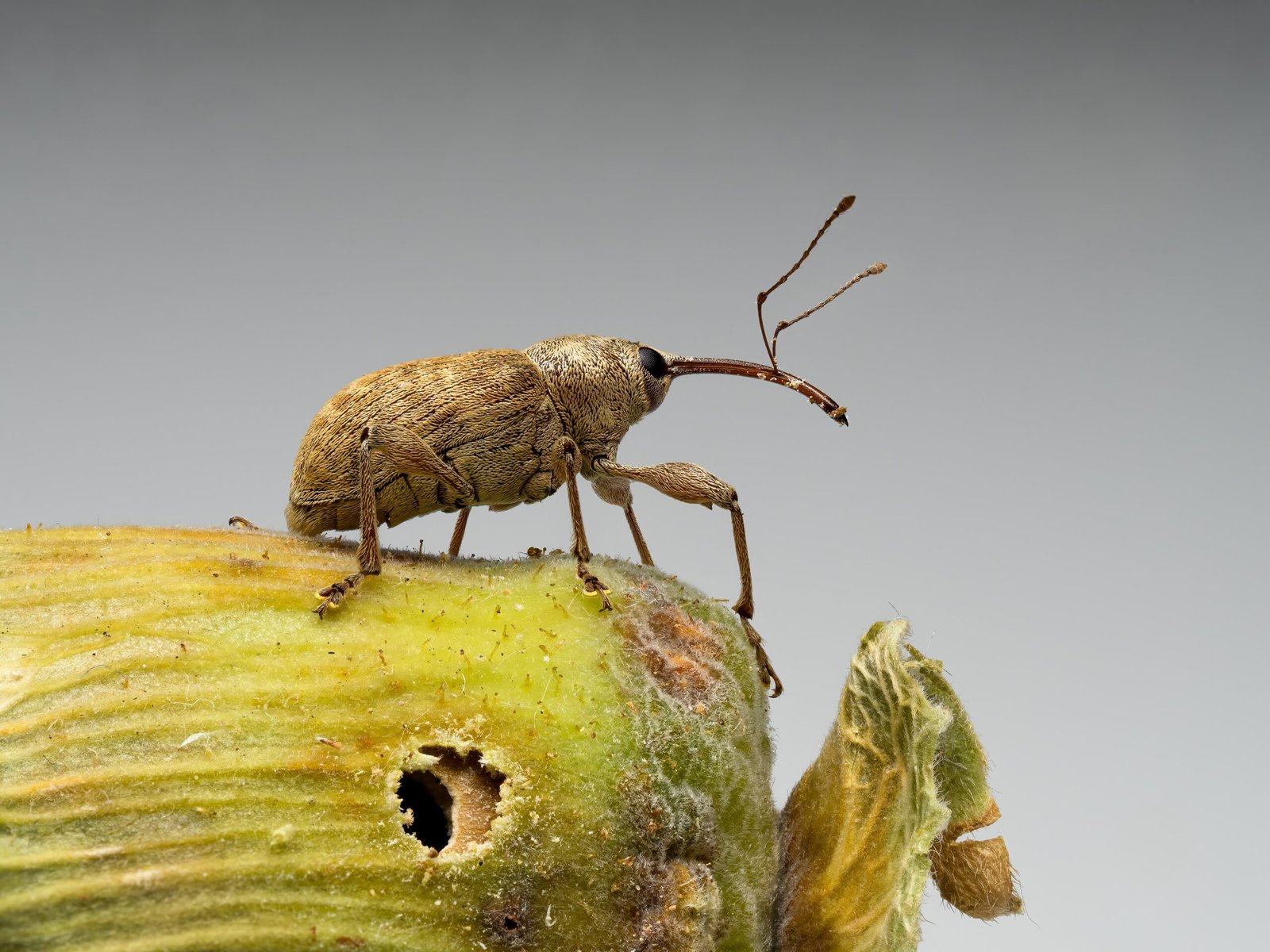 The Ultimate Team Players: Altruism in the Insect World (image credits: wikimedia)