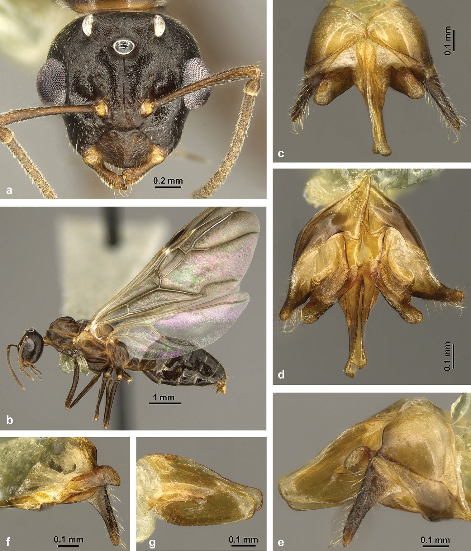 Not Just Ants: Other Exploding Insects (image credits: wikimedia)