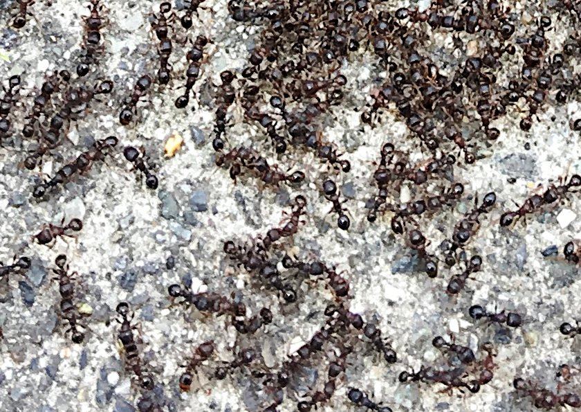Real-Life Battles: When Insects Go to War (image credits: wikimedia)