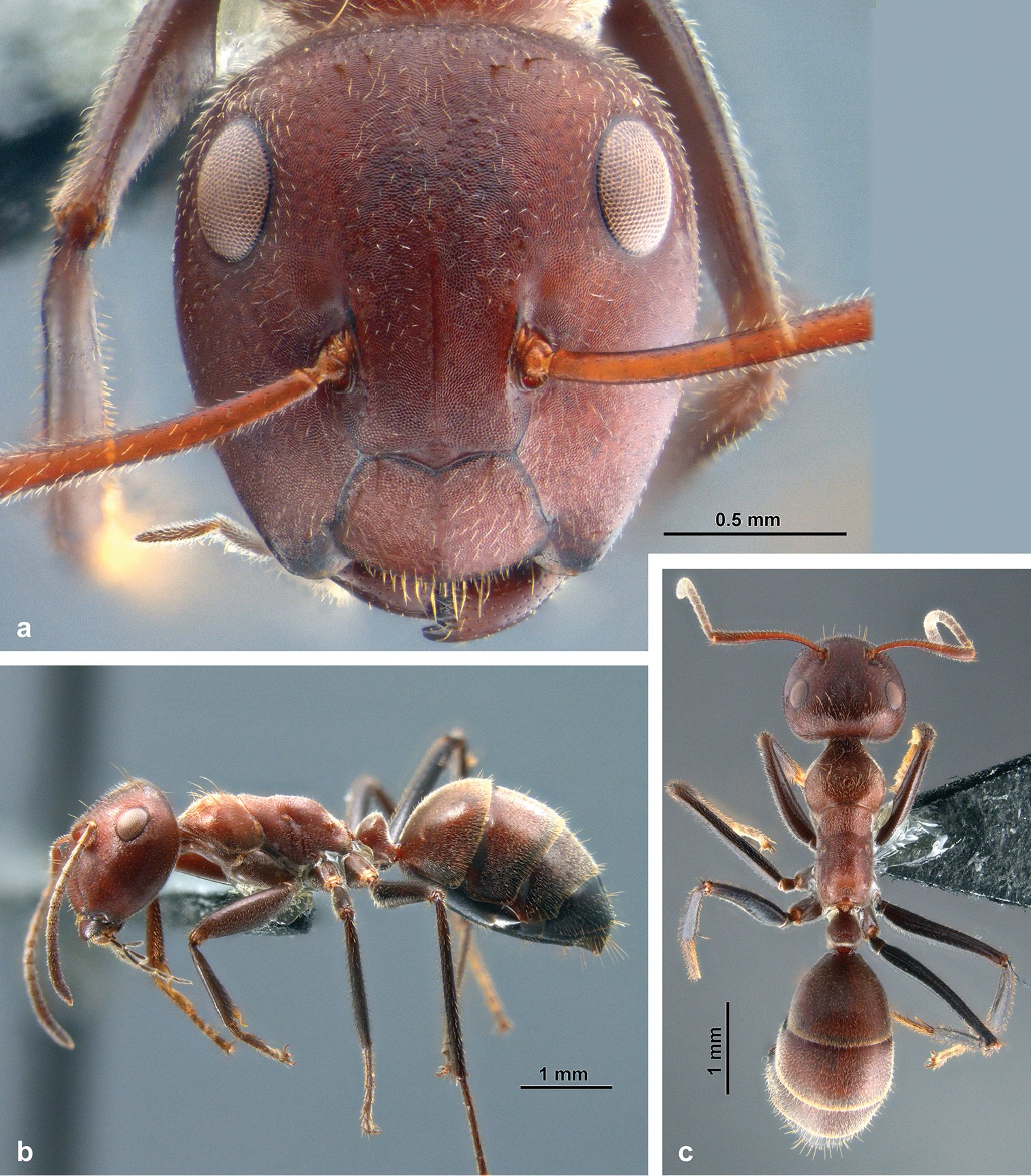 What We Can Learn from Exploding Insects (image credits: wikimedia)