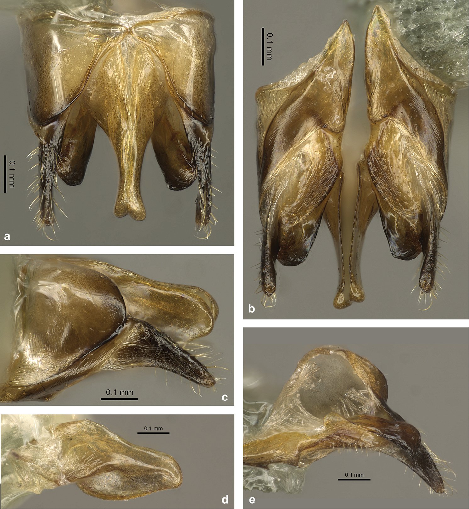The Future of Exploding Insects: Mystery and Discovery (image credits: wikimedia)