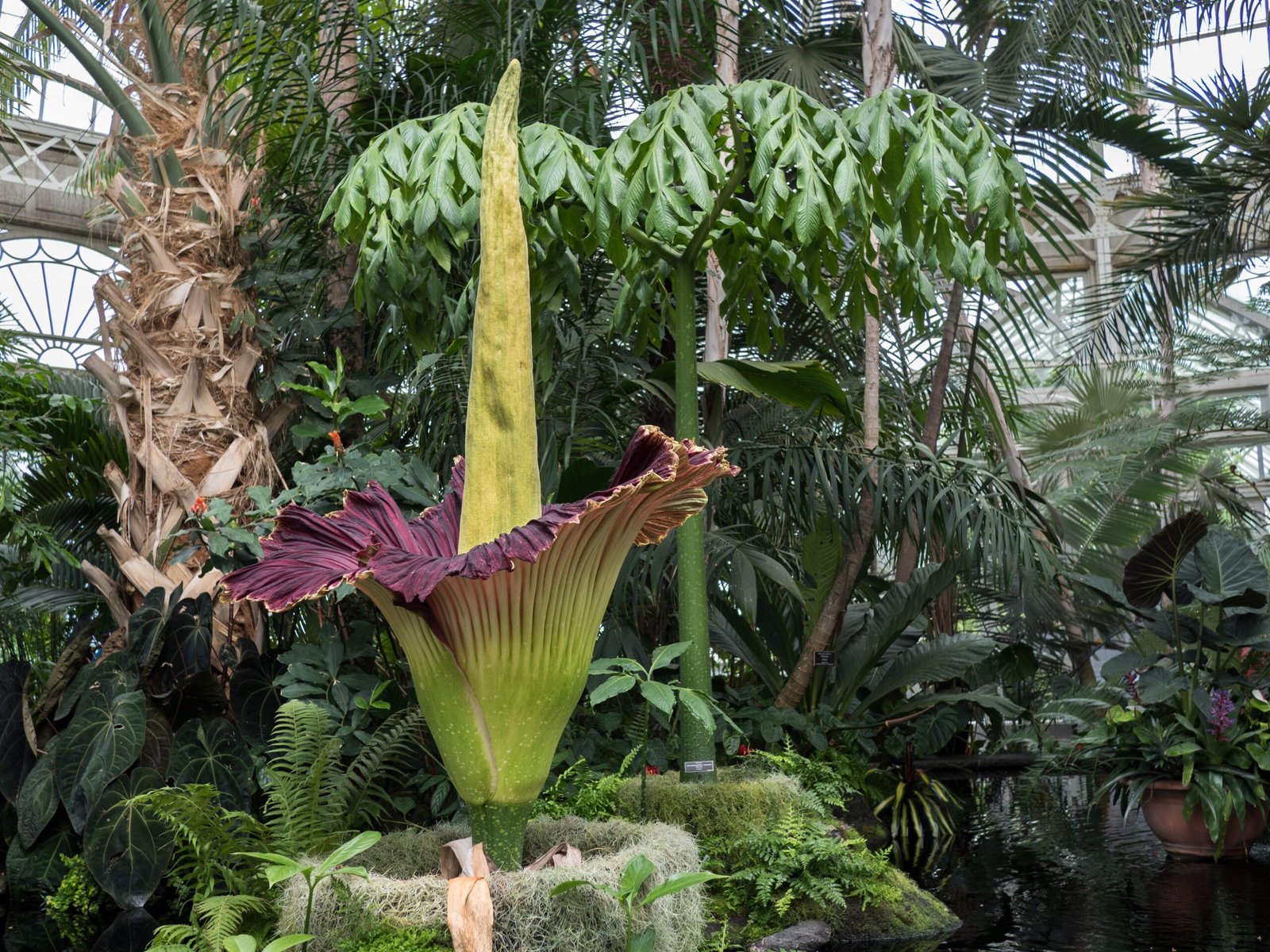 Why Does the Corpse Flower Stink? (image credits: wikimedia)