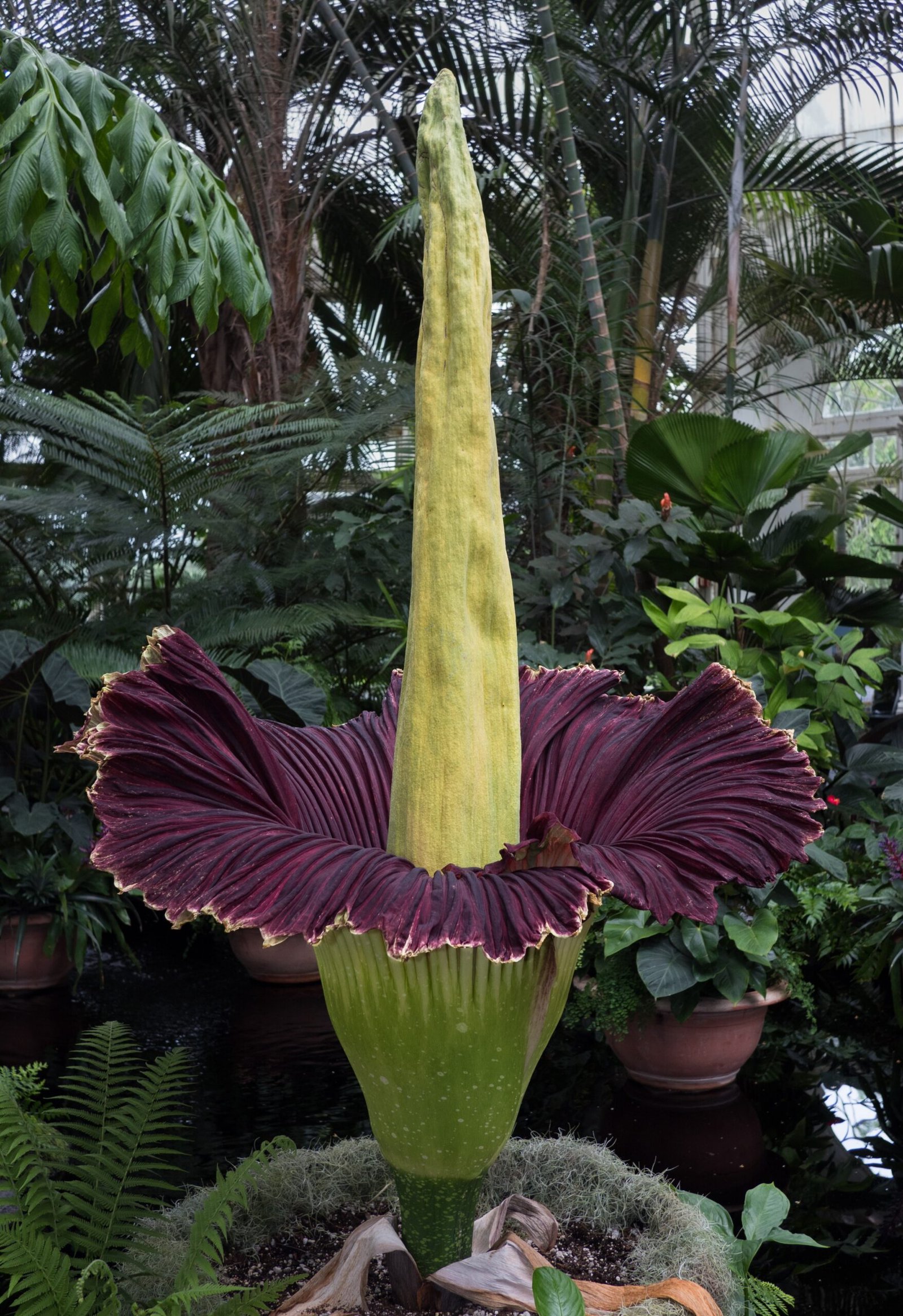 The Corpse Flower in Culture and Conservation (image credits: wikimedia)