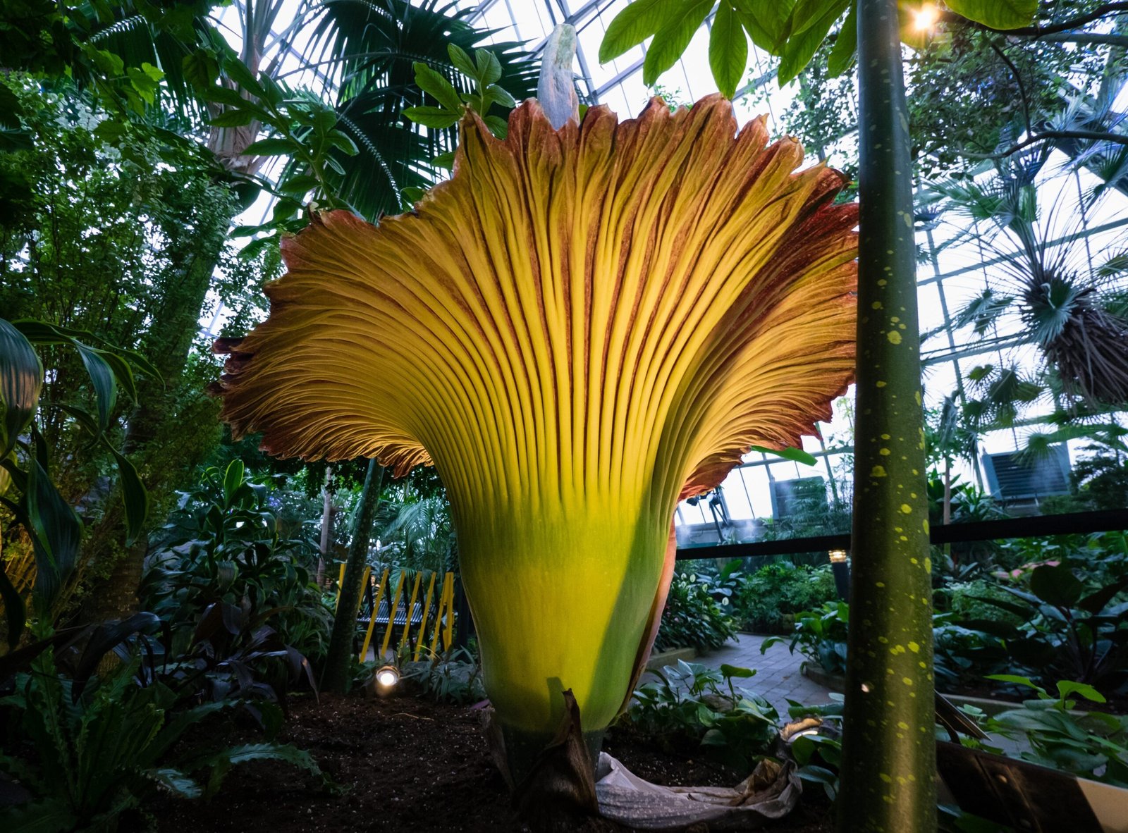 Growing the Corpse Flower: Botanical Challenge and Triumph (image credits: wikimedia)