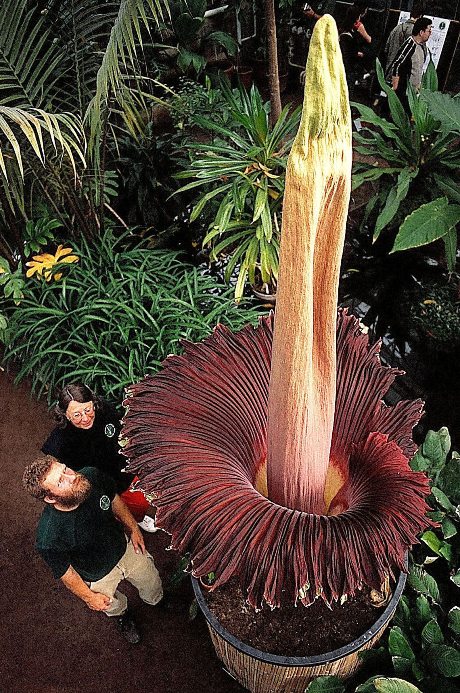 The Corpse Flower’s Role in Scientific Research (image credits: wikimedia)