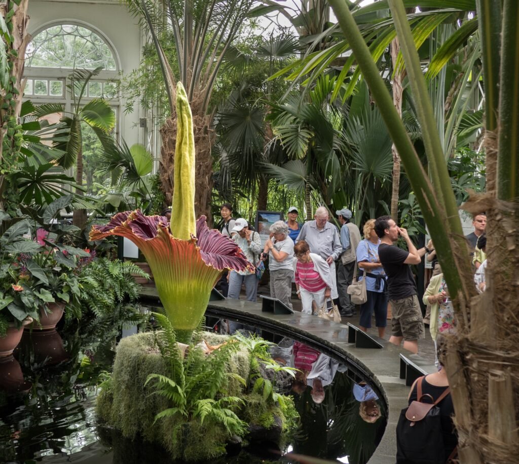 The Corpse Flower That Smells Like Rotting Flesh to Attract Pollinators