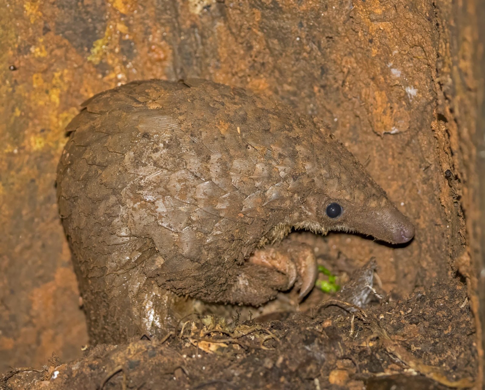 The Pangolin: Nature’s Living Paradox (image credits: wikimedia)
