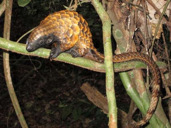 Why Are Pangolins So Weird? (image credits: wikimedia)