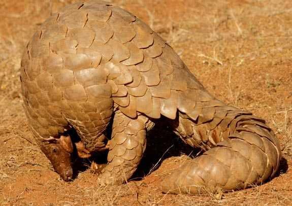 The Pangolin’s Role in the Forest (image credits: wikimedia)