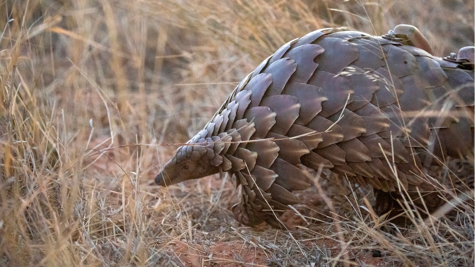The Threats Facing Pangolins (image credits: wikimedia)