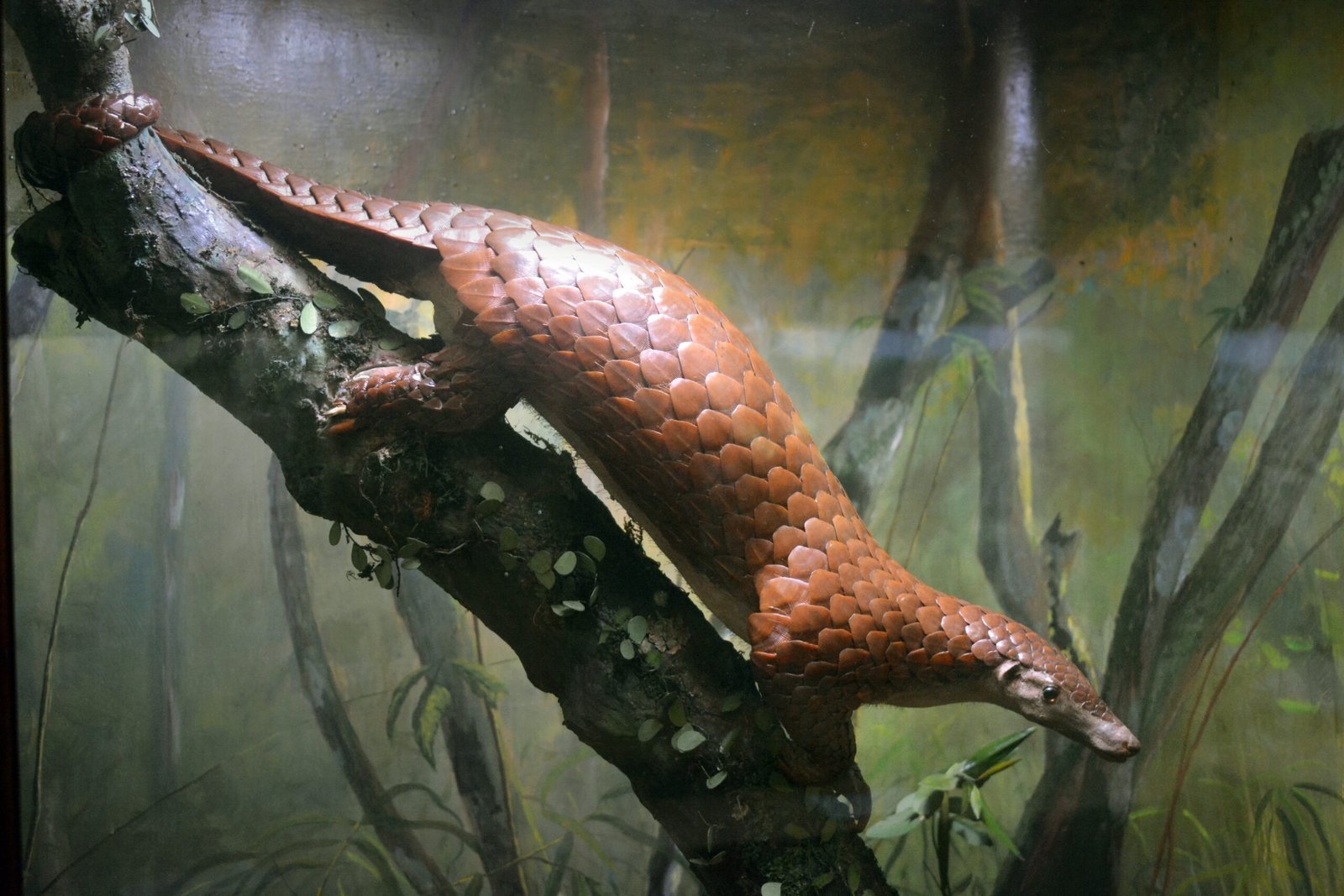 Malaysia: A Last Refuge for Pangolins (image credits: wikimedia)