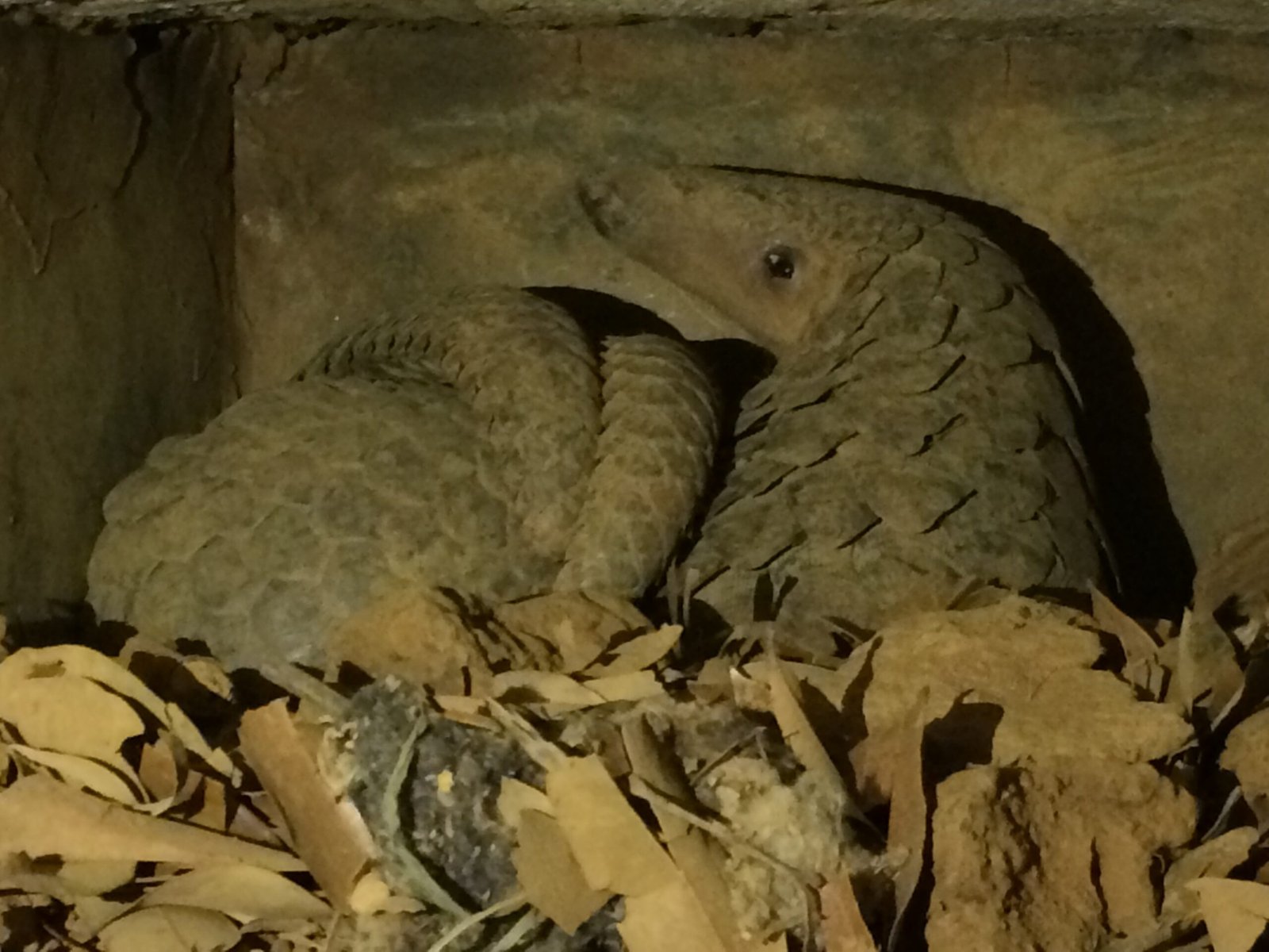 The Emotional Toll of Losing Pangolins (image credits: wikimedia)