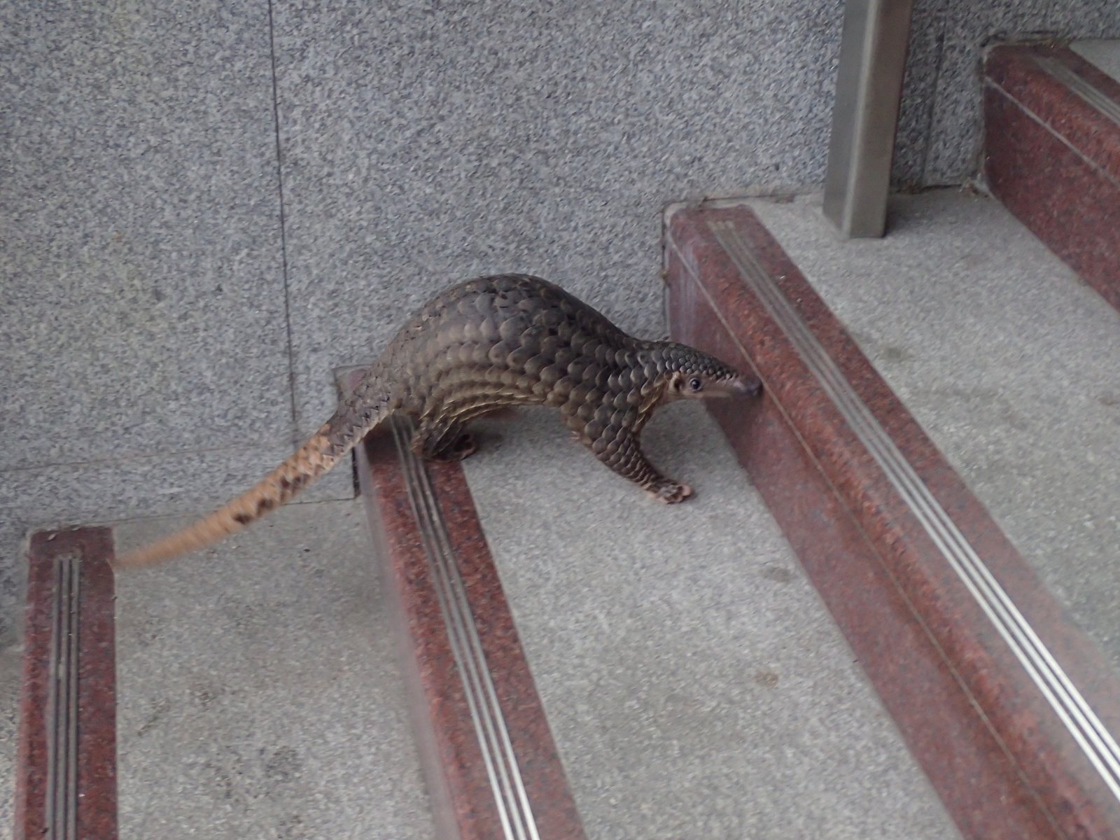 What the Future Holds for Pangolins in Malaysia (image credits: wikimedia)