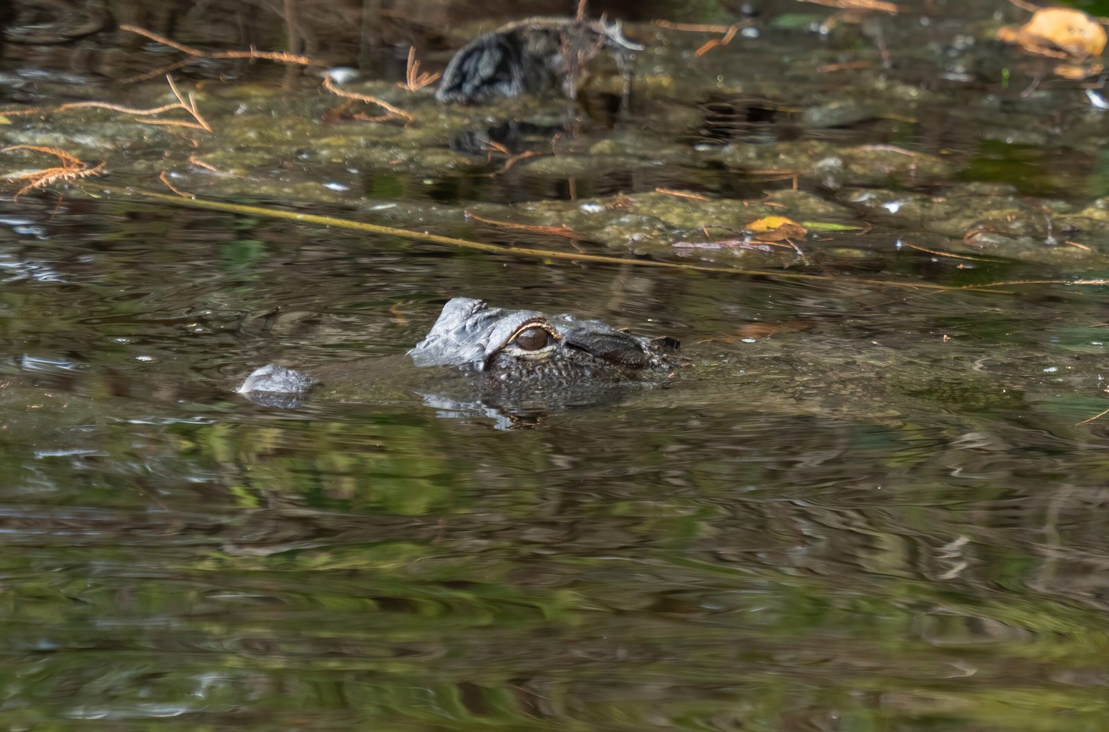 Environmental Impact and Local Ecosystems (image credits: wikimedia)