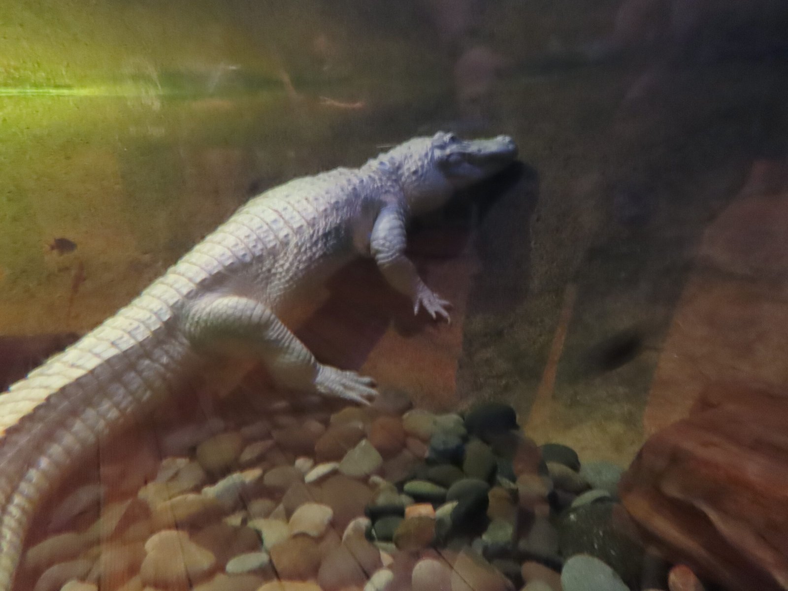 From Fear to Fascination: Community Reactions (image credits: wikimedia)