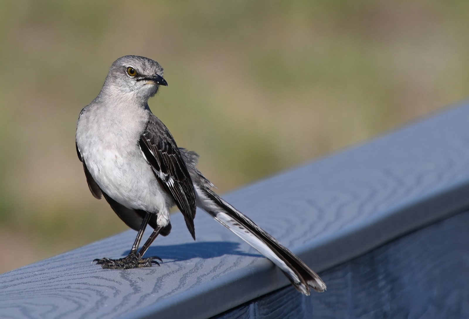 The Northern Mockingbird: The Star of Urban Nightlife (image credits: wikimedia)