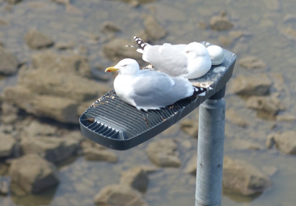 The Role of Light Pollution in Bird Behavior (image credits: wikimedia)
