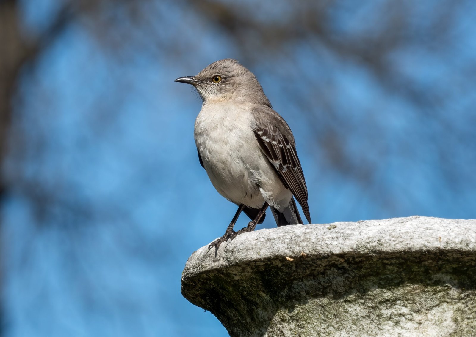 Songs of the City: Mockingbird Melodies and Human Ears (image credits: wikimedia)