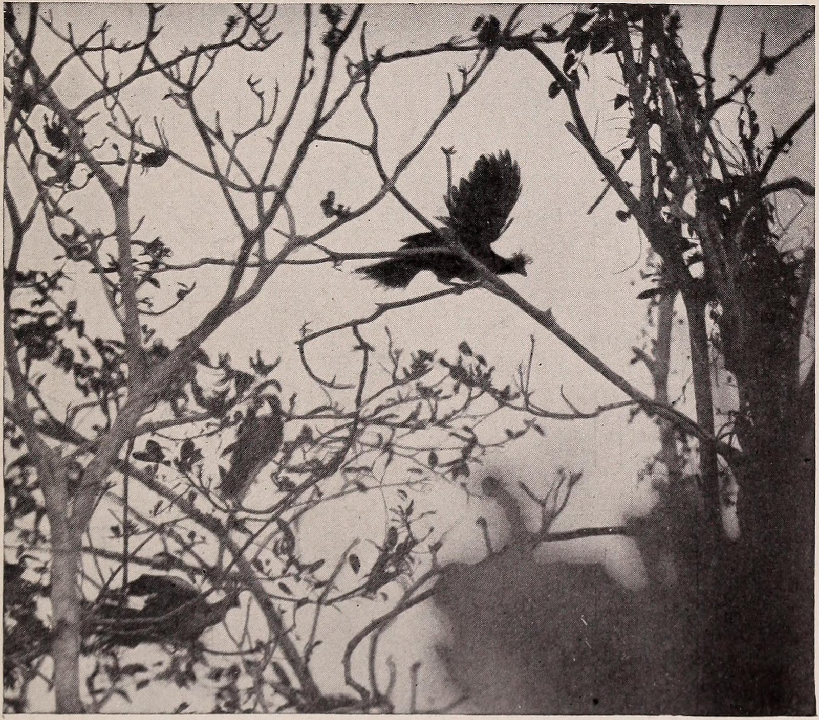 Female Mockingbirds: The Silent Judges (image credits: wikimedia)